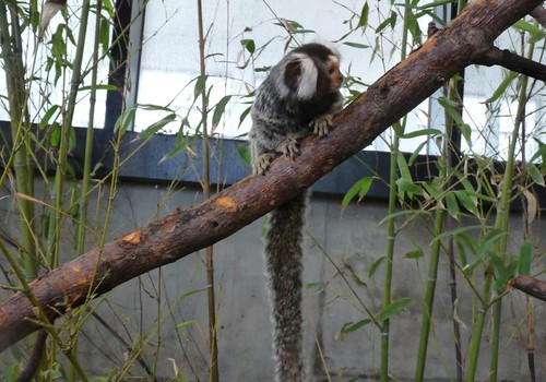 Gimtadienis zoo parke