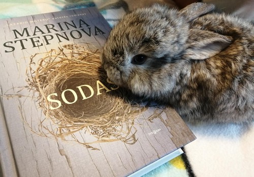 Marinos Stepnovos "Sodas"