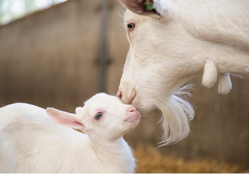 6 faktai apie ožkos pieną