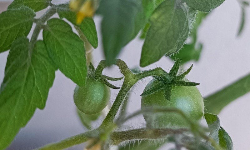 Pavasario sulaukęs pomidoras
