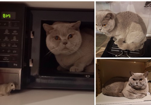 Švenčiame katinuko gimtadienį