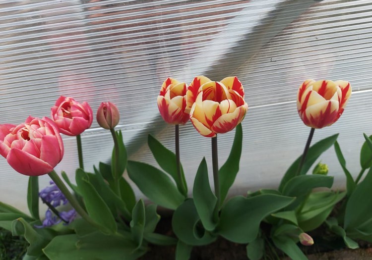 Sodiname tulpes!