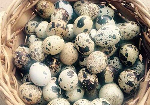 Velykoms – putpelių kiaušiniai: nauda, paruošimo būdai ir abejingų nepaliksiantis receptas