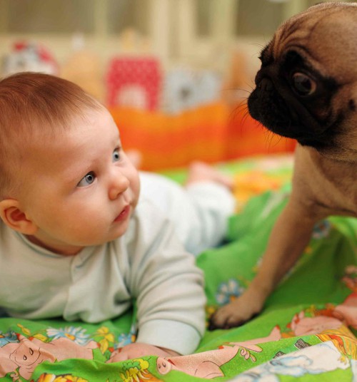 Mama Asta: Kada šuniui leidote apuostyti kūdikį?
