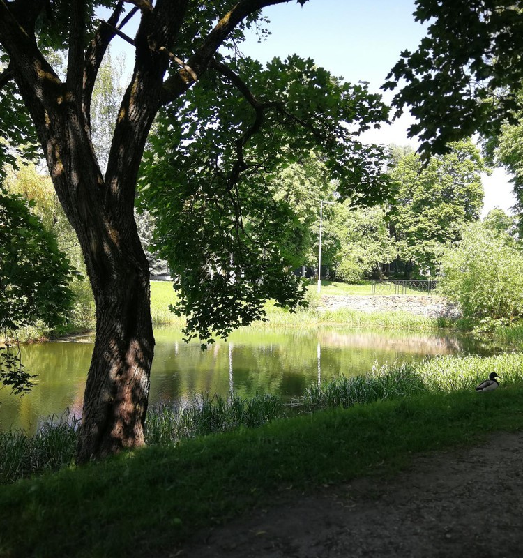 Vasaros gidas: Žvėryno tvenkiniai Vilniuje