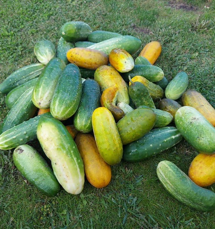 Agurkai miegančių nelaukia...