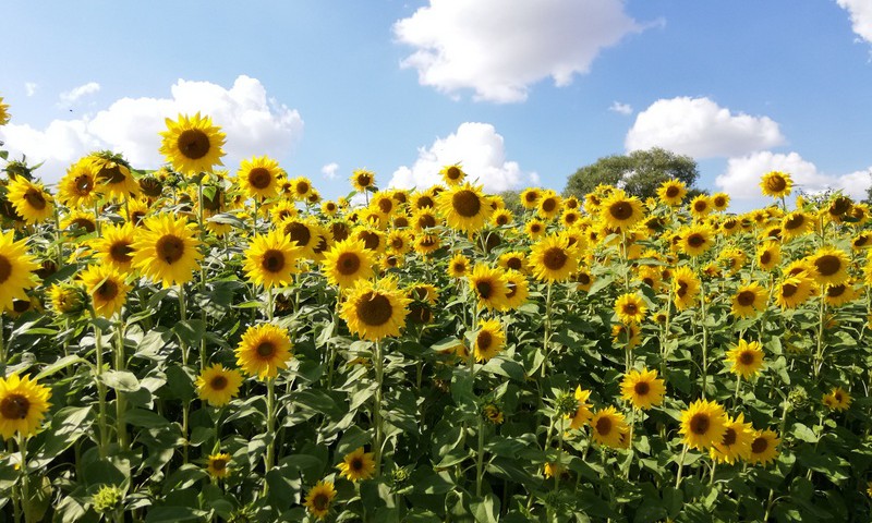 TOKIA MŪSŲ KASDIENYBĖ. Daug "saulučių" vienoje vietoje...