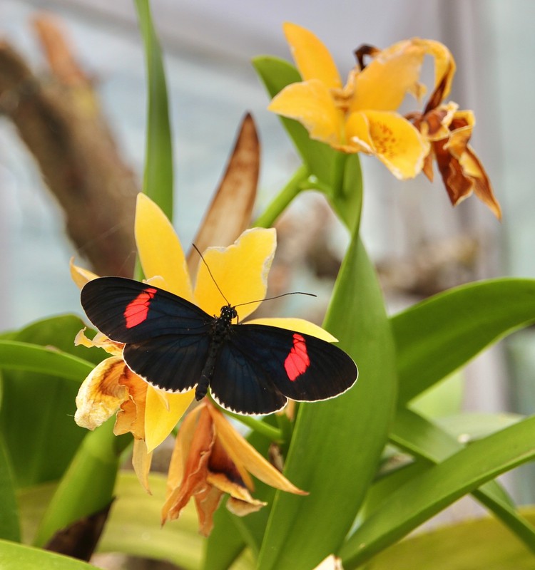 Į VDU Botanikos sodą sugrįžo tropiniai drugiai: eksponuojami kartu su orchidėjomis