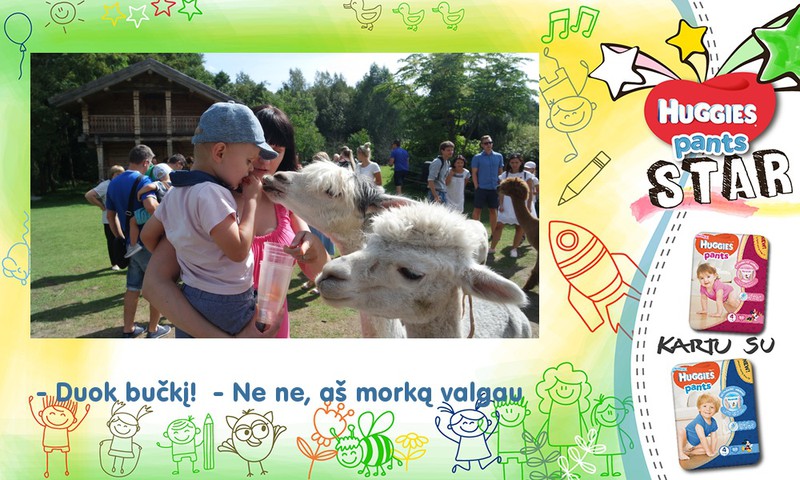 Pirmoji pažintis su alpakom :)
