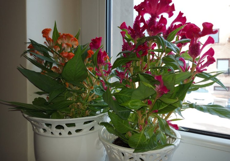 Išskirtinės kambarinės gėlės: celiozija ir paukštpienė